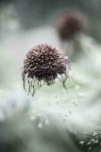 Close-up of wilted plant