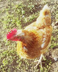 Close-up of rooster on field