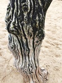 Close-up of tree trunk