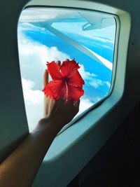 Cropped hand holding hibiscus by window in airplane