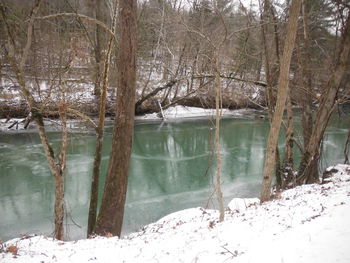 Trees by lake during winter