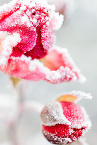 Close-up of strawberry cake