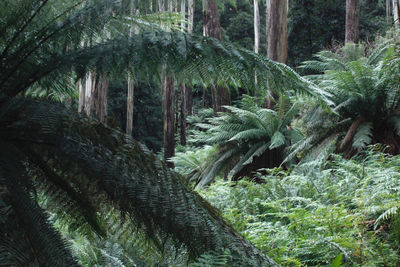 View of trees in forest