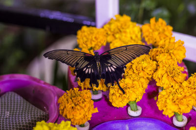 Close-up of butterfly on flower