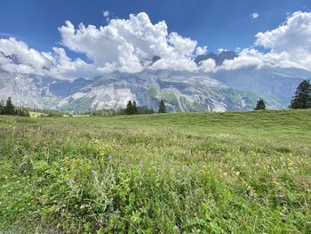 Scenic view of field against sky