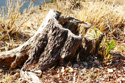 High angle view of dead tree on field