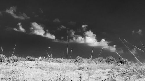 Grass against sky