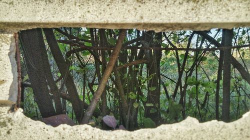 Trees in forest