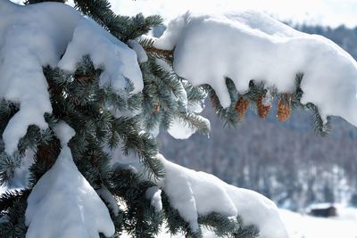 Low angle view of snow covered tree against sky