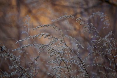 Close-up of plant against blurred background