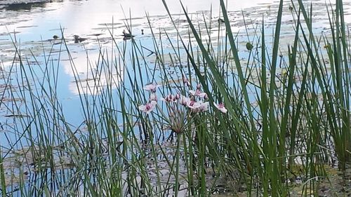 Plants growing by lake