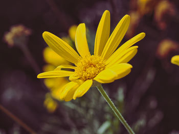 Close-up of yellow flowering plant