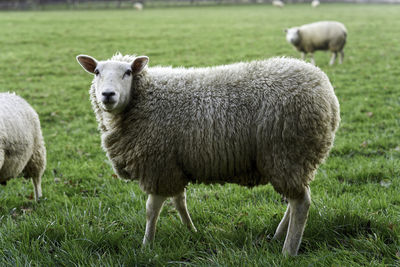 Sheep standing in a field