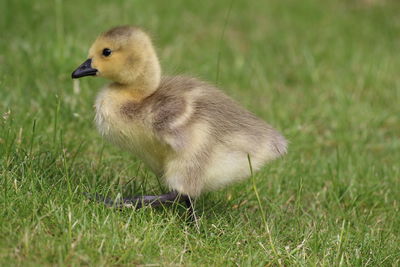 Close-up of a bird on field