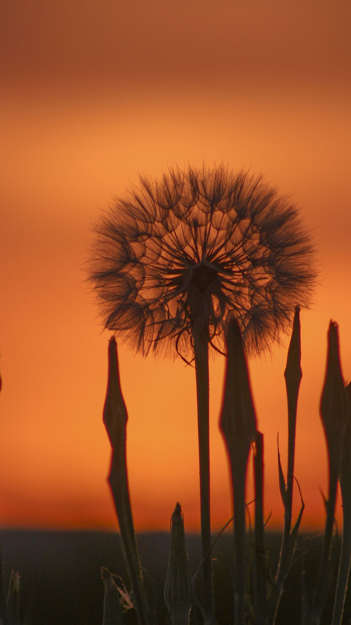 SILHOUETTE OF DANDELION AGAINST ORANGE SKY DURING SUNSET