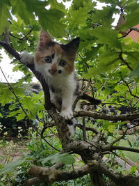 Portrait of a cat on tree