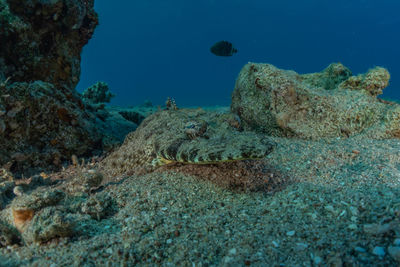 View of coral swimming in sea