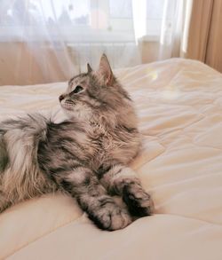 Cat lying on bed at home