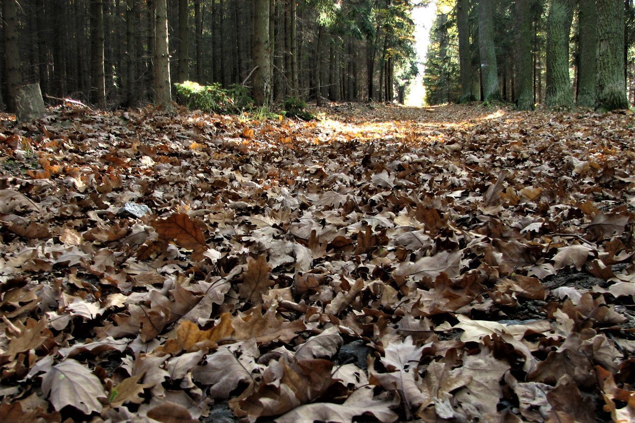 AUTUMN LEAVES ON FALLEN TREE