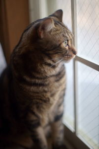 Cat looking away while sitting on window at home