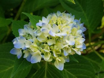 Close-up of flowers blooming outdoors