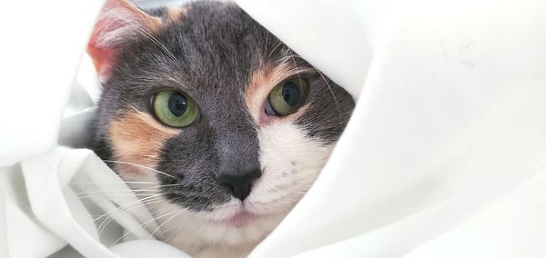 Close-up portrait of a cat