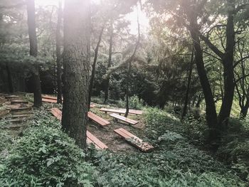 Trees in forest