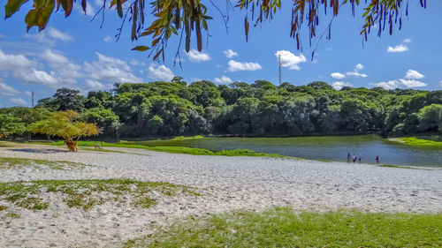 Trees on beach against sky