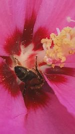 Close-up of insect on pink flower