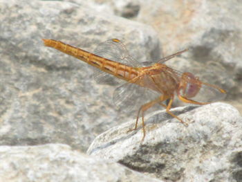 Close-up of insect on rock