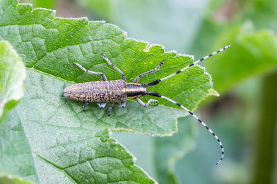 Close-up of insect on leaf