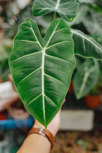 Cropped hand holding leaf