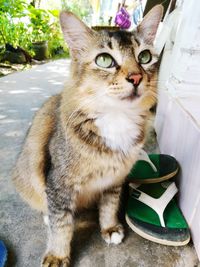 Close-up portrait of cat