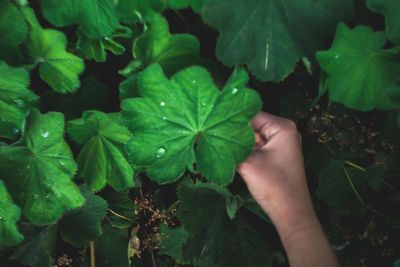 Close-up of woman holding plant