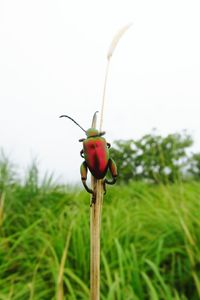 Close-up of plant growing on field