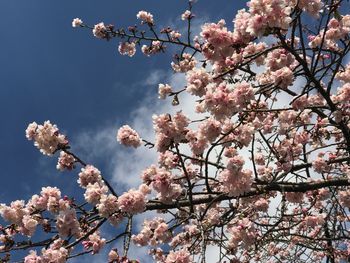 Low angle view of cherry tree against sky