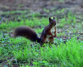 Squirrel on field