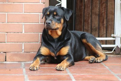 Rottweiler sitting on porch