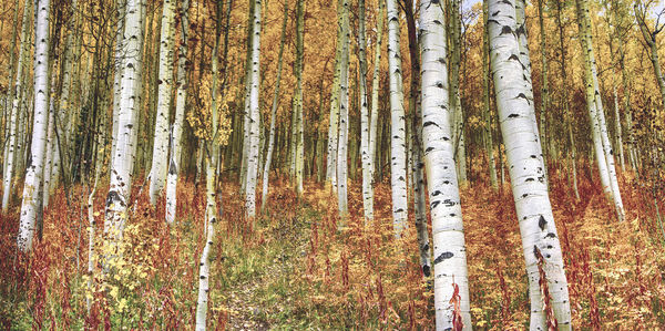 Birch trees in the forest