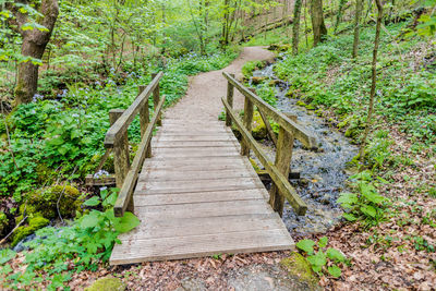 Narrow footbridge along trees in forest