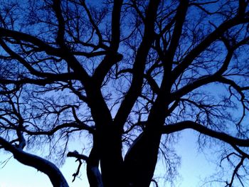 Low angle view of bare trees against sky