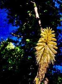 Low angle view of yellow flower tree