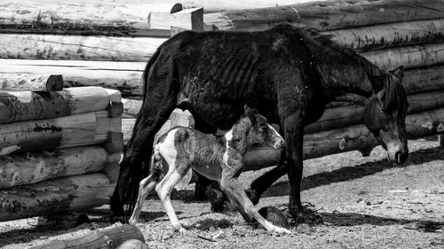 Horse standing on field