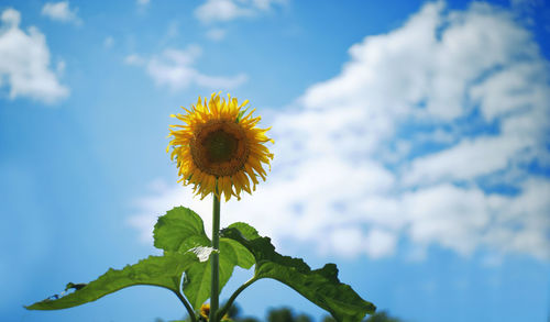 Low angle view of sunflower against sky