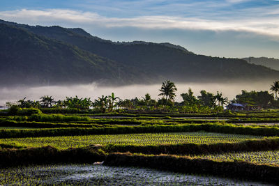 Scenic view of rice field against sky