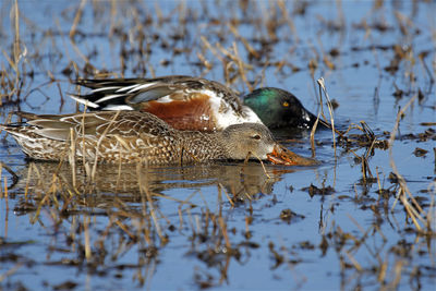 Duck swimming in lake