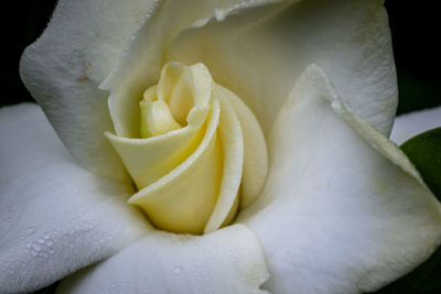 Close-up of white rose