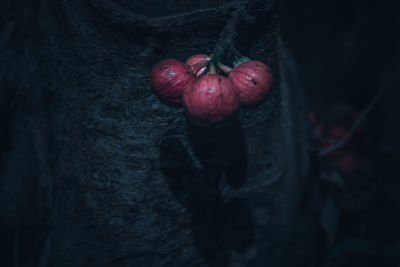 Close-up of red berries on tree