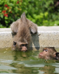 Monkey in water