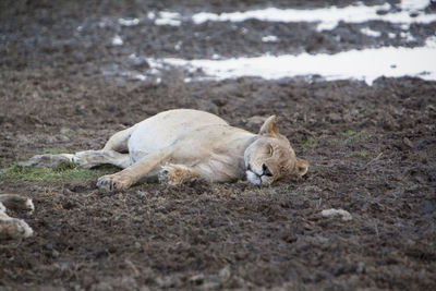 Close-up of lion lying on ground